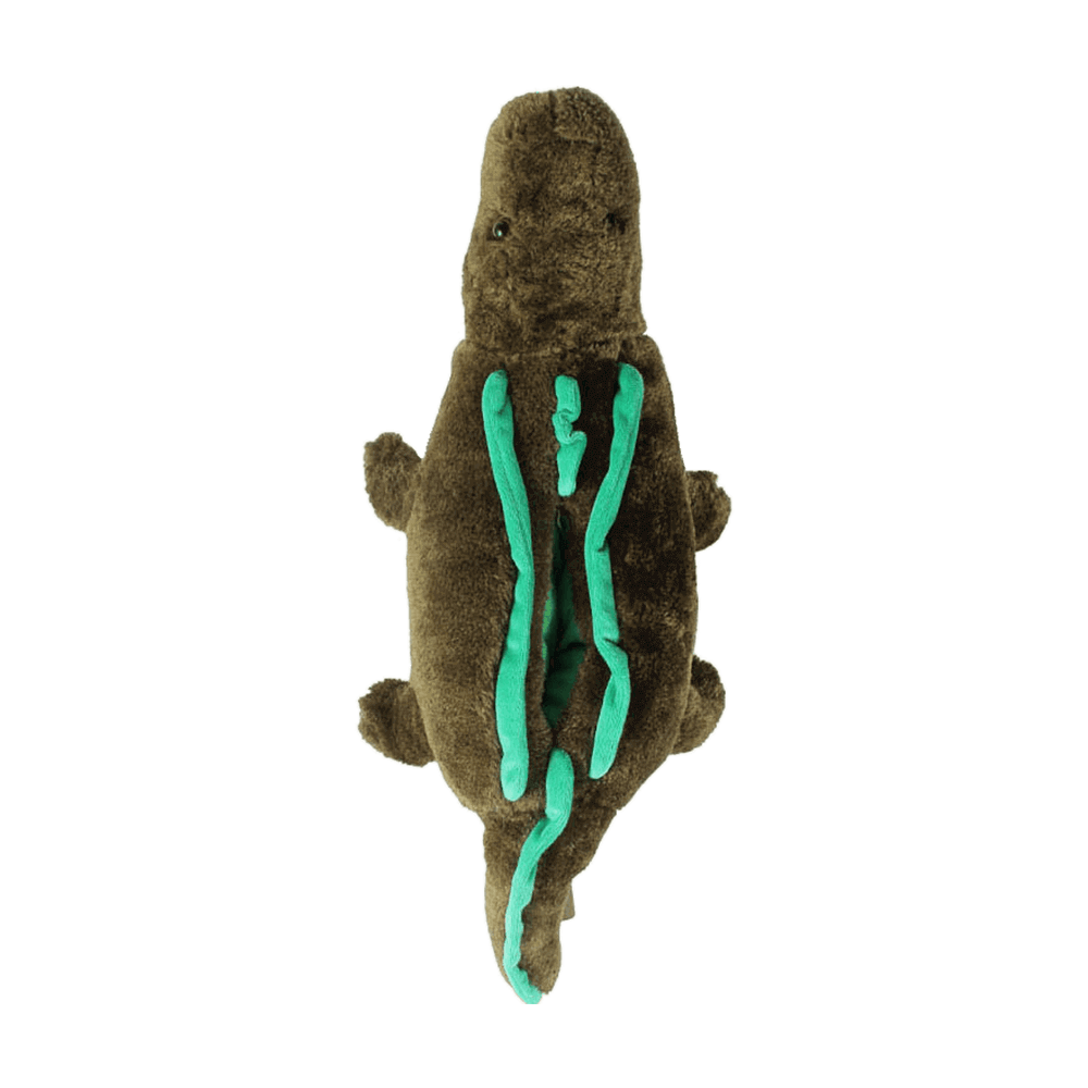 
                  
                    alligator 5
                  
                